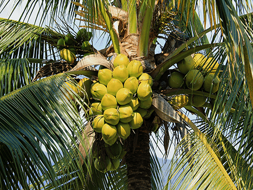 Plenty of coconut on the palm - perfect for 12 Pack C60 Organic MCT Coconut Oil