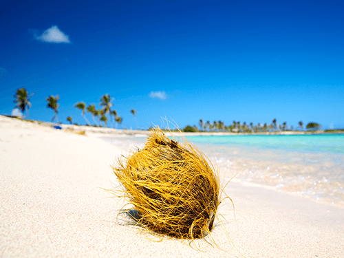 Coco en una playa del Pacífico: perfecto para 6 paquetes de aceite de coco orgánico MCT C60
